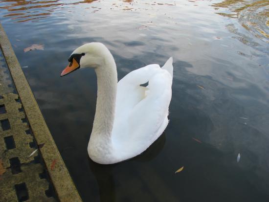 Feuersee in Stuttgart West